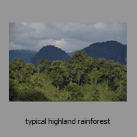 typical highland rainforest